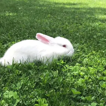 Bujtina Shkodrani Bed and breakfast Voskopojë